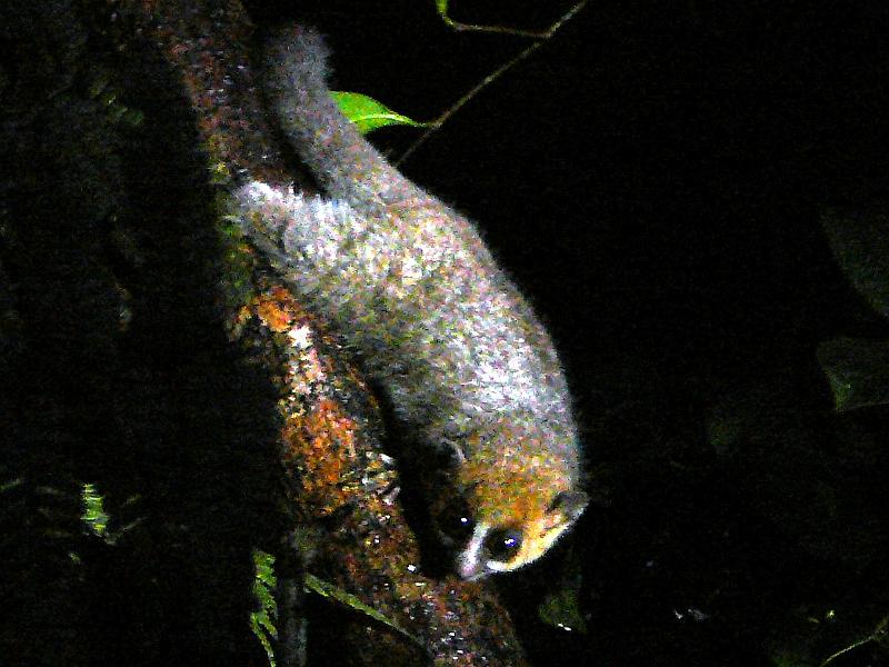 772 Mouse lemur